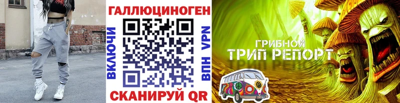 Галлюциногенные грибы Psilocybe  цена   Сураж 